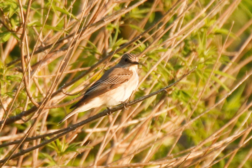 Spotted Flycatcher