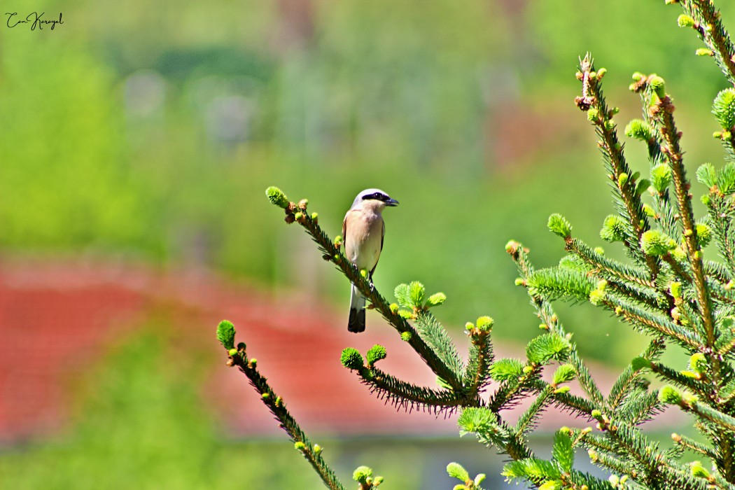 Red-backed Shrike