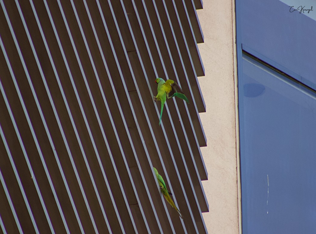 Rose-ringed Parakeet