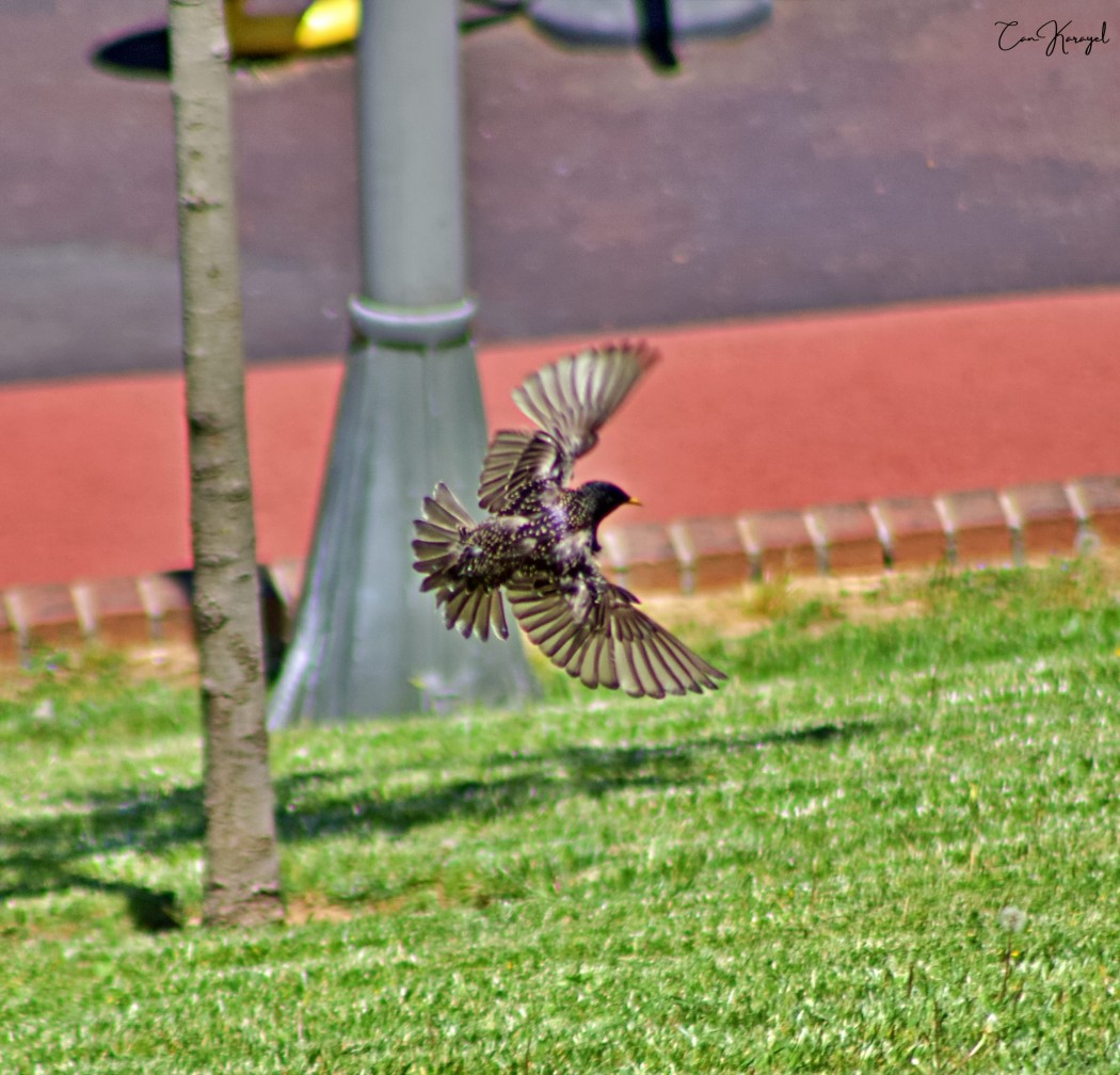 Common Starling
