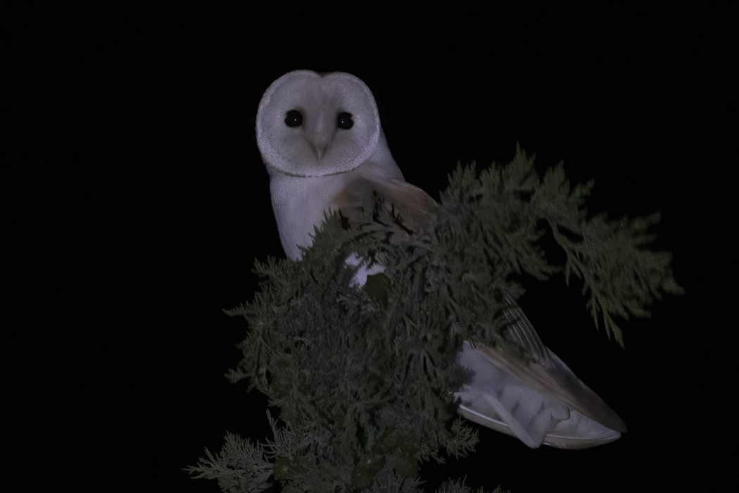 Western Barn Owl