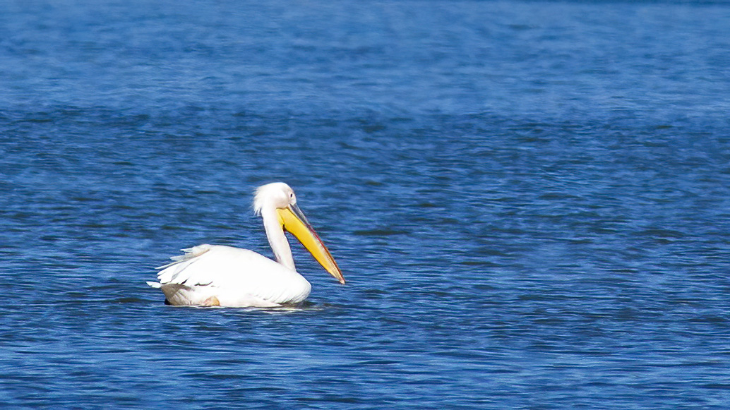 Great White Pelican