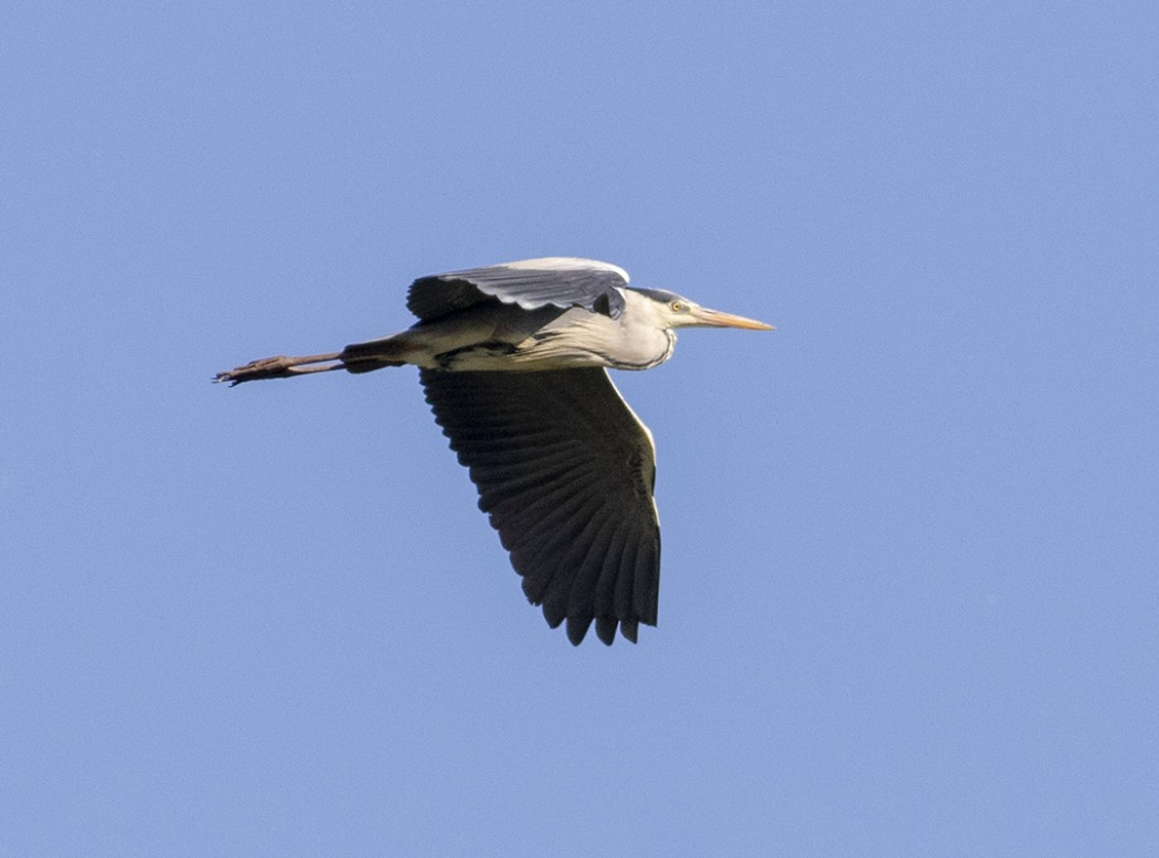 Grey Heron