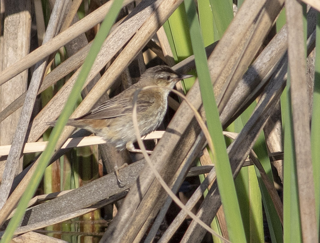 Sedge Warbler