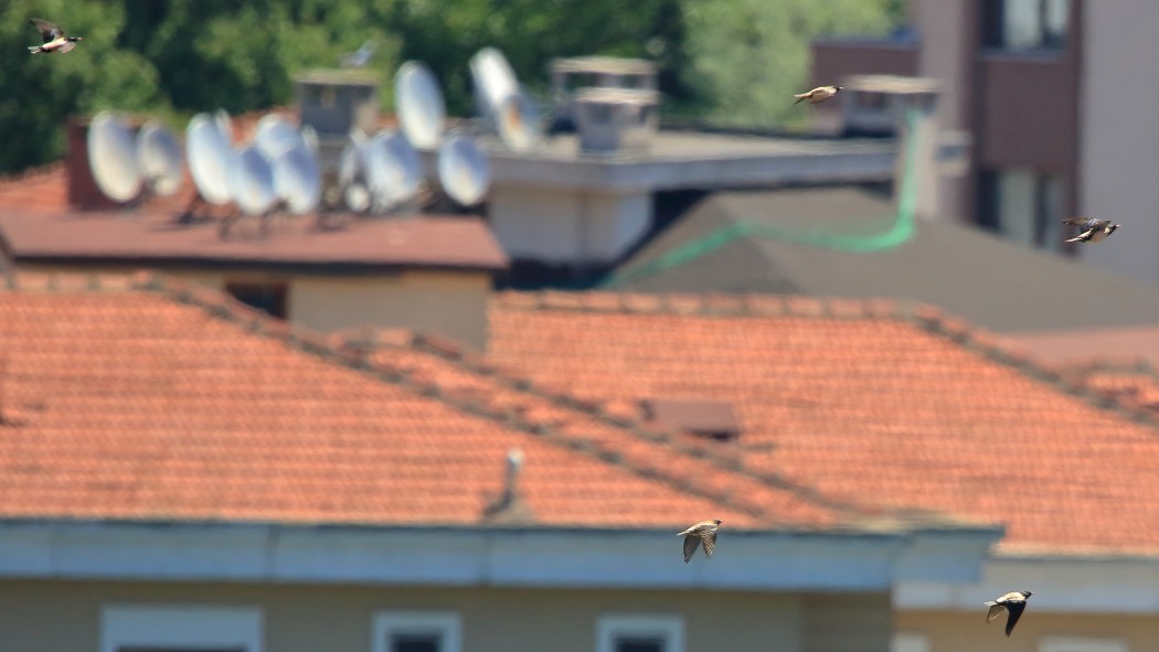 Rosy Starling