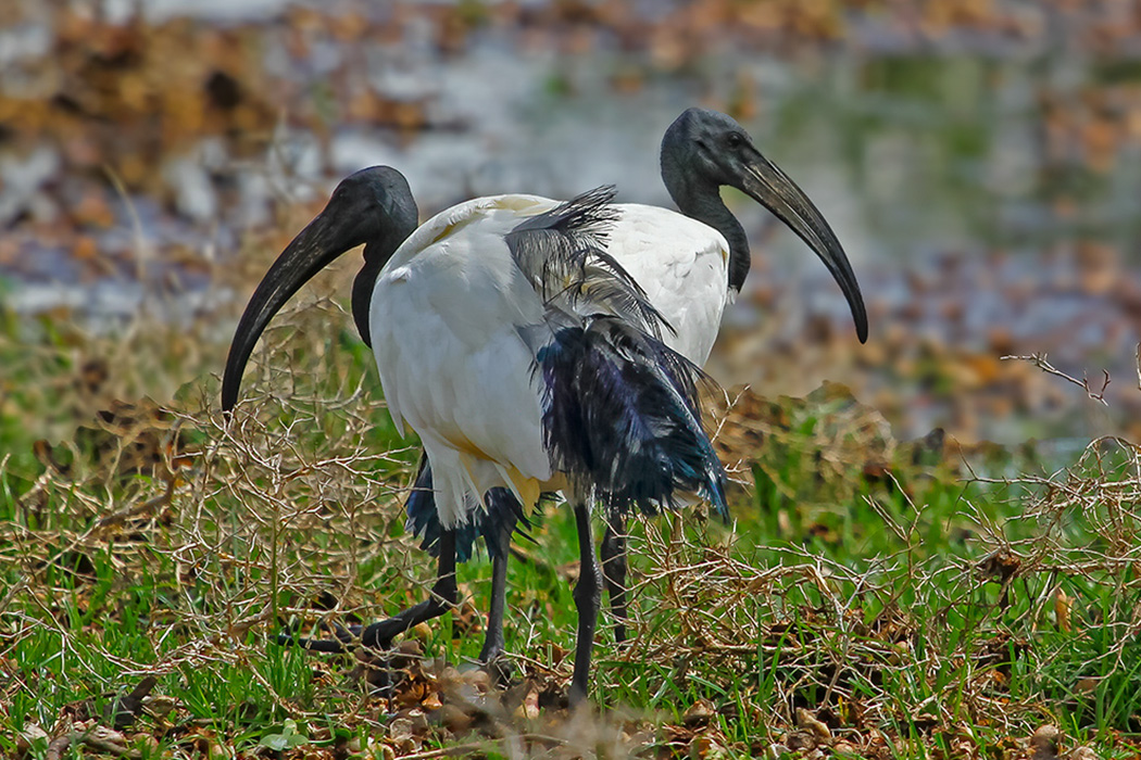 African Sacred Ibis