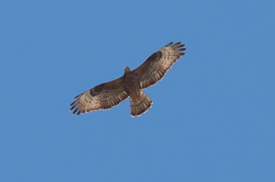European Honey Buzzard