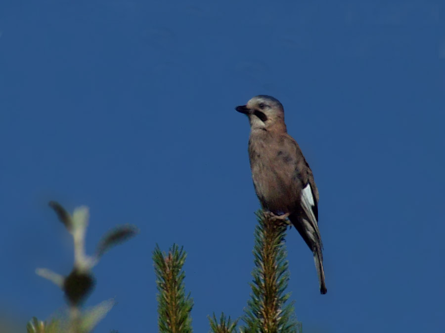 Eurasian Jay