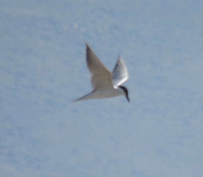 Gull-billed Tern