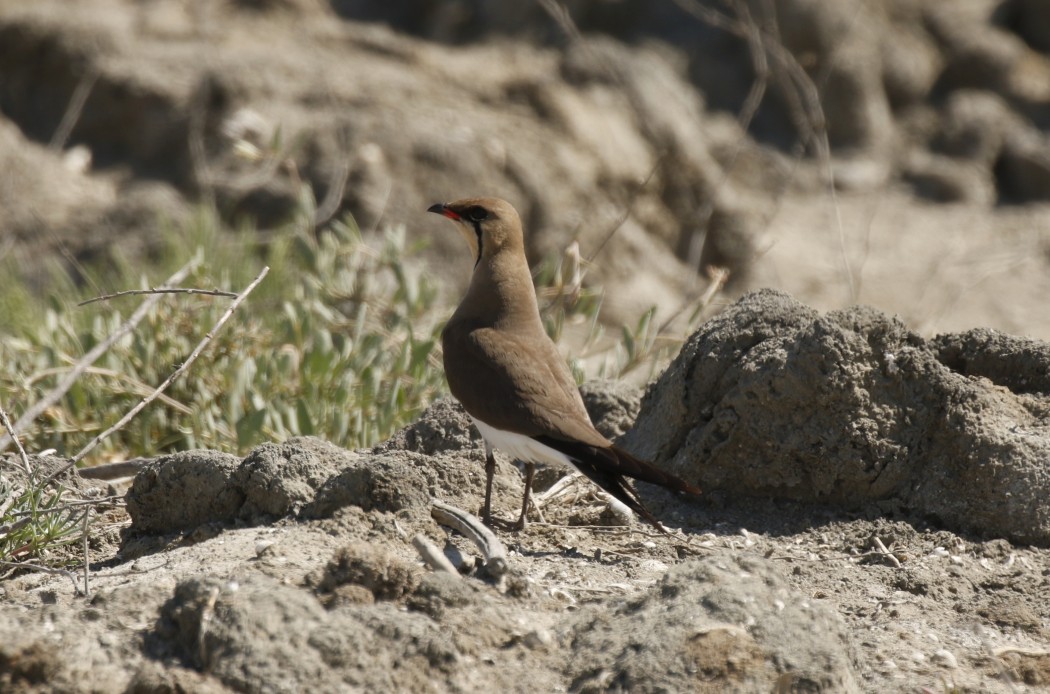 Collared Pratincole