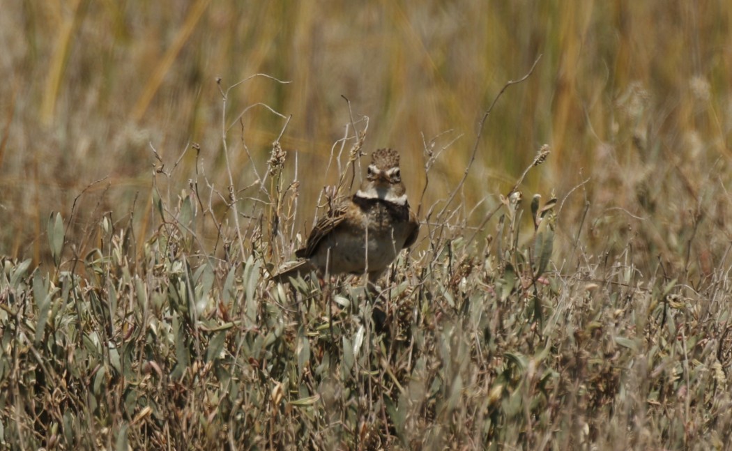 Calandra Lark