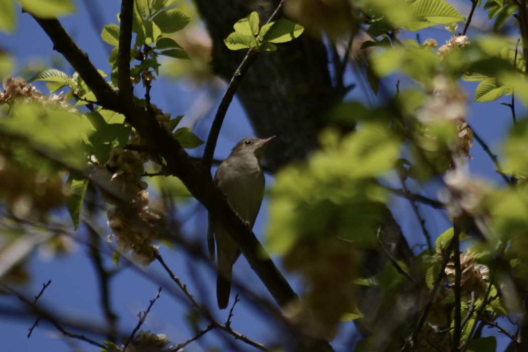 Common Nightingale
