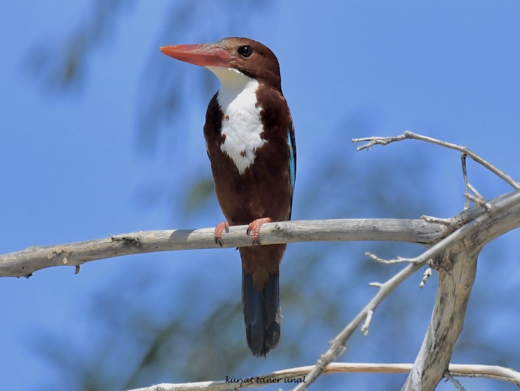 White-throated Kingfisher