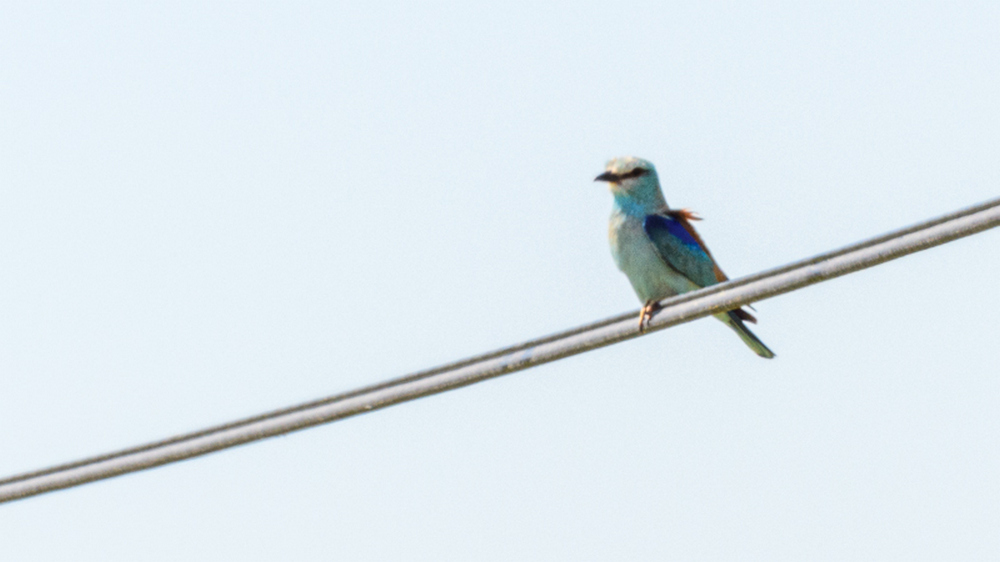 European Roller