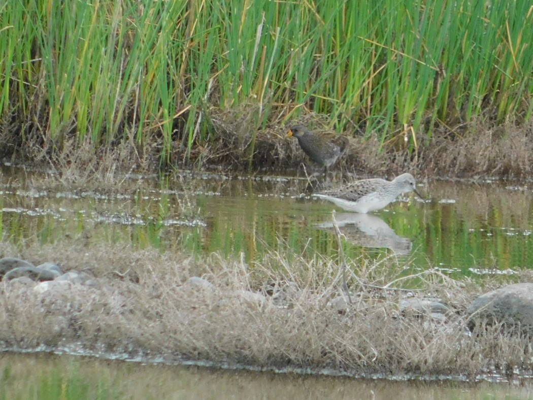 Spotted Crake