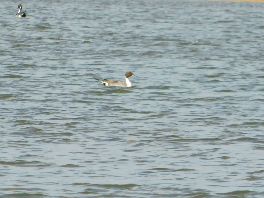 Northern Pintail