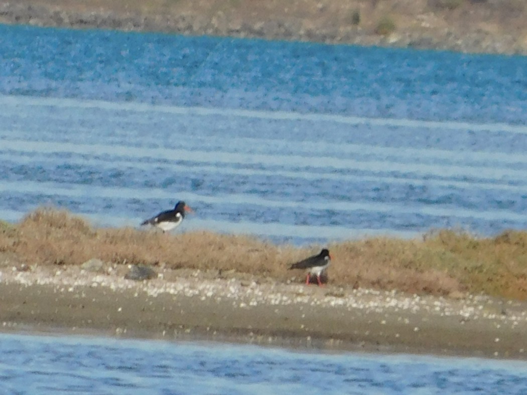 Eurasian Oystercatcher