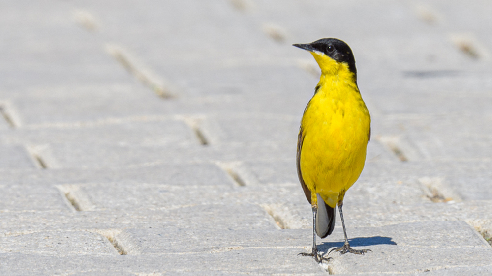 Western Yellow Wagtail