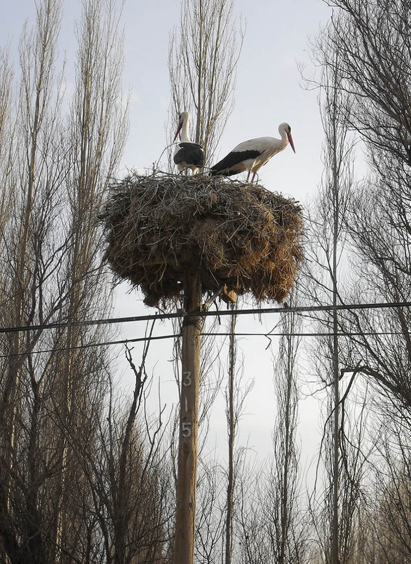 White Stork