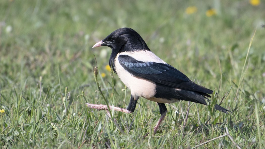 Rosy Starling