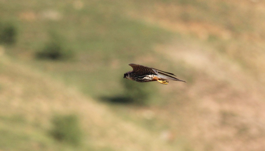 Eurasian Hobby