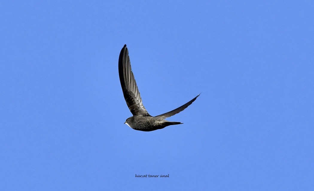 Common Swift