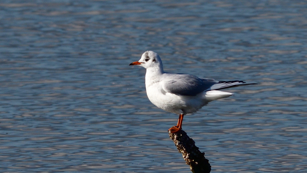 Black-headed Gull