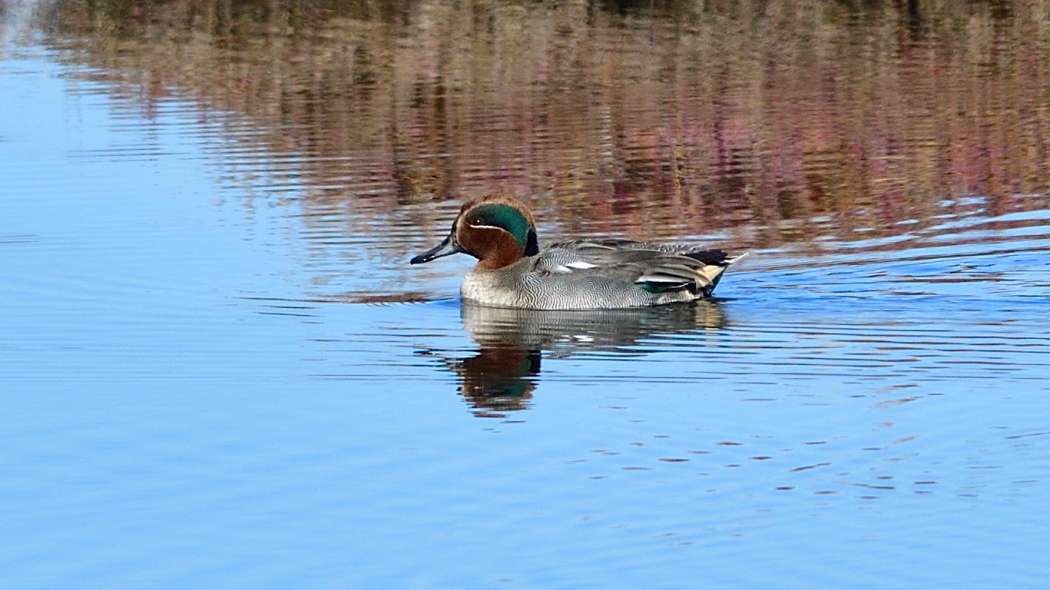 Eurasian Teal