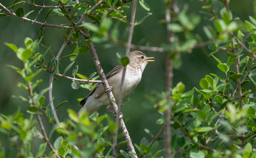 Upcher`s Warbler