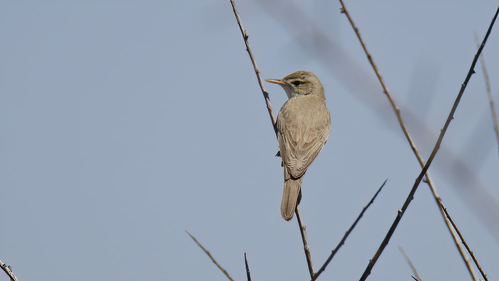 Upcher`s Warbler