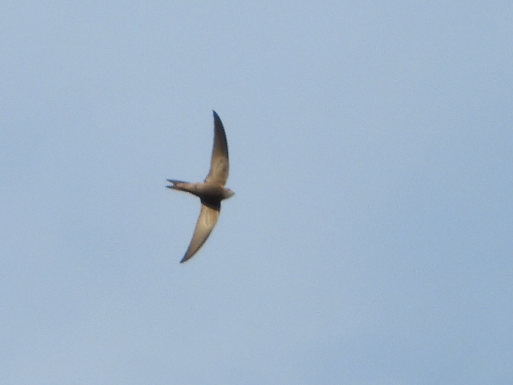 Common Swift