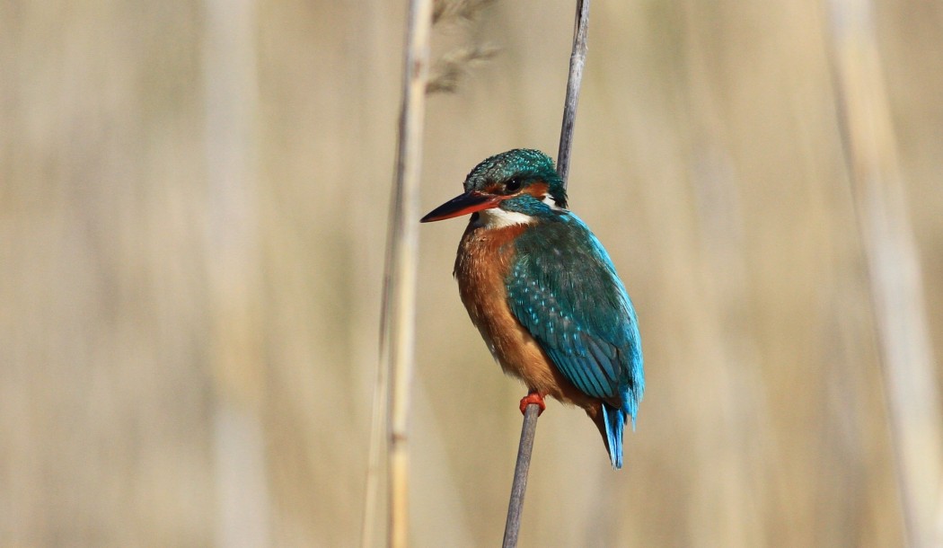 Common Kingfisher