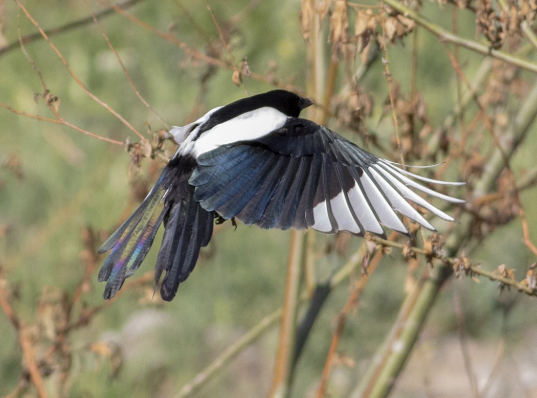 Eurasian Magpie