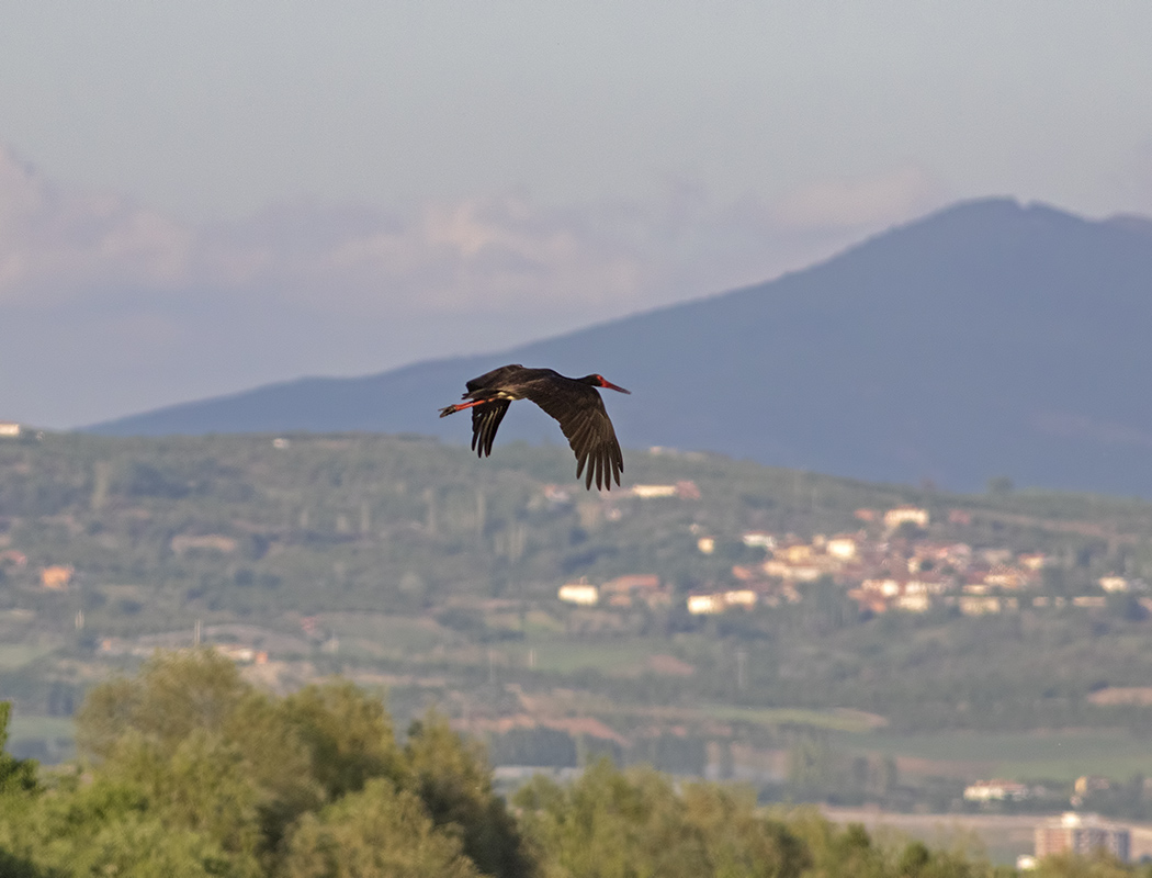 Black Stork