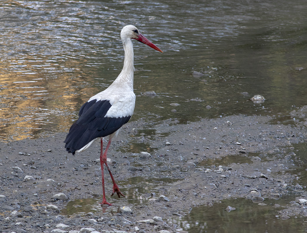 White Stork