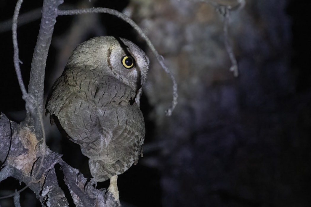 Pallid Scops Owl