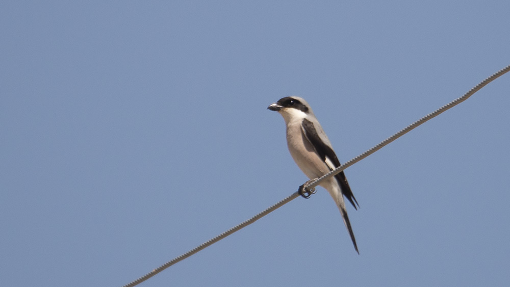 Lesser Grey Shrike