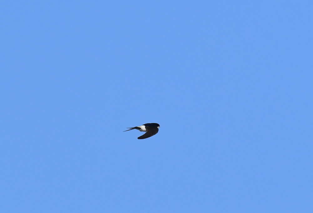 Western House Martin