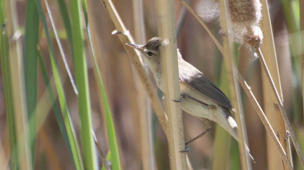 Common Reed Warbler