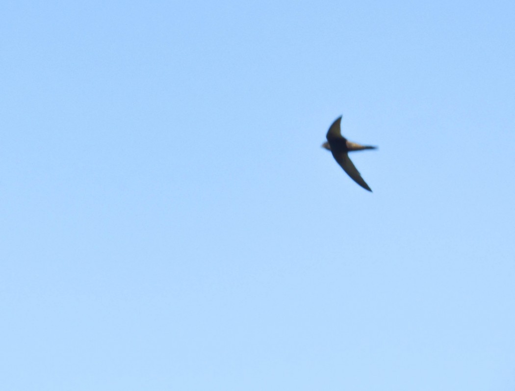 Common Swift