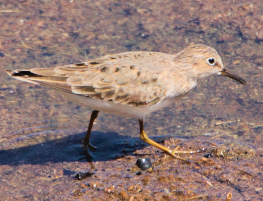 Temminck`s Stint