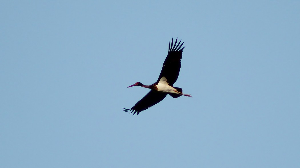 Black Stork