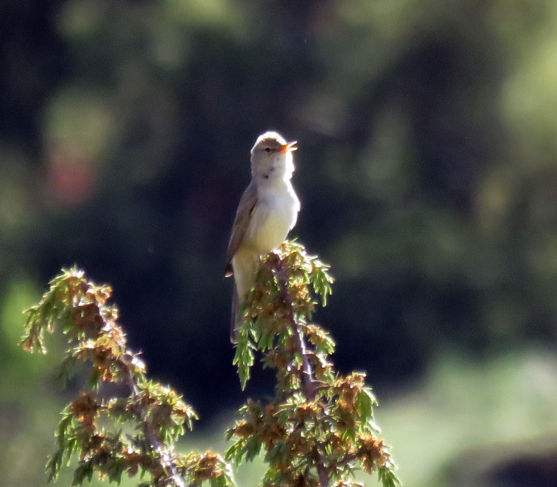 Upcher`s Warbler