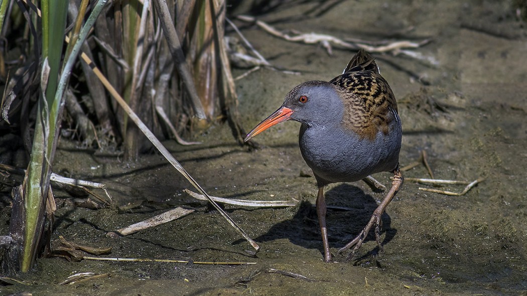 Water Rail