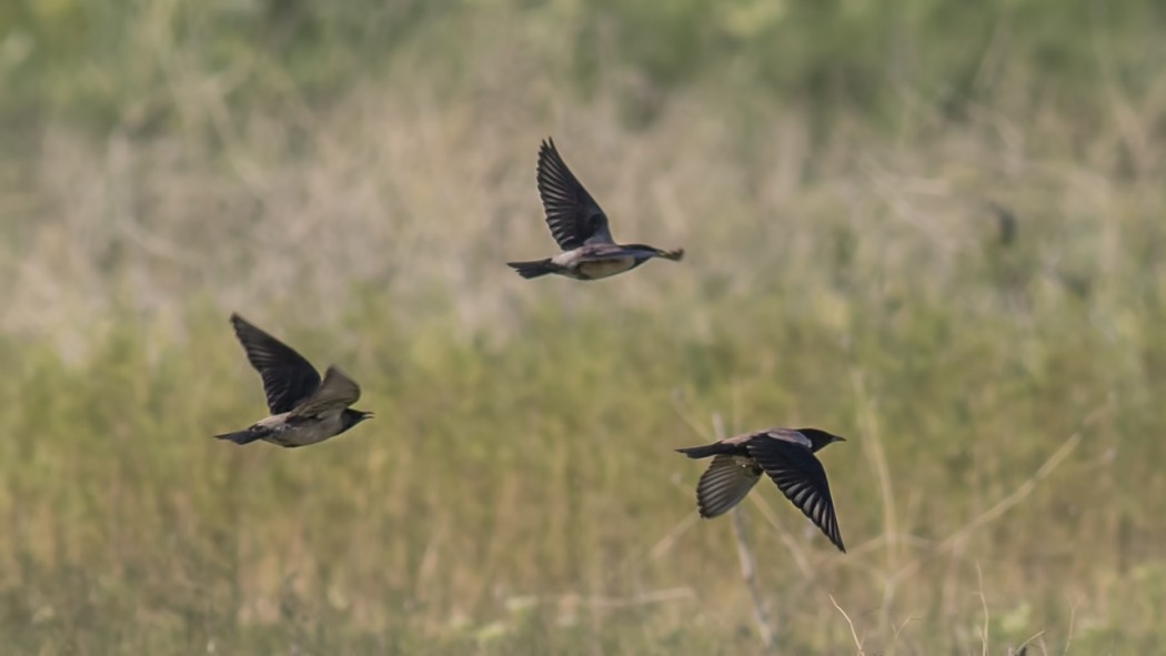 Rosy Starling