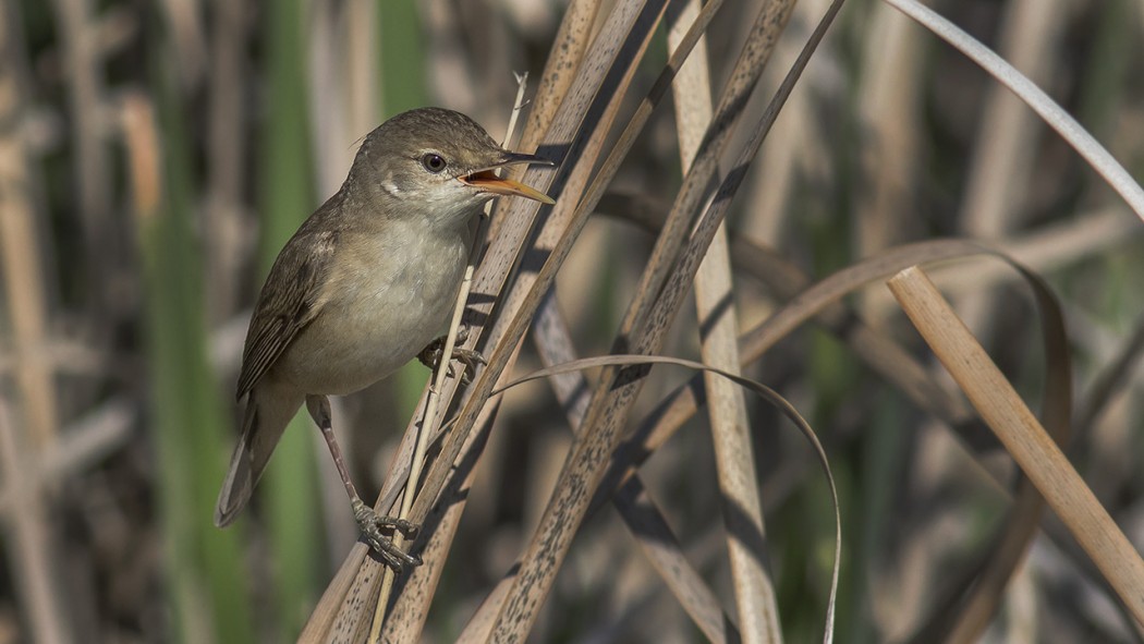 Common Reed Warbler