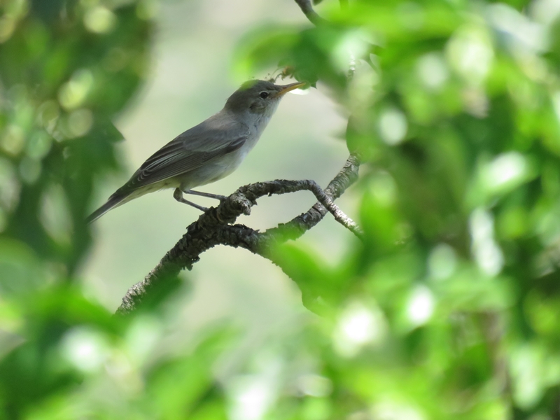 Olive-tree Warbler