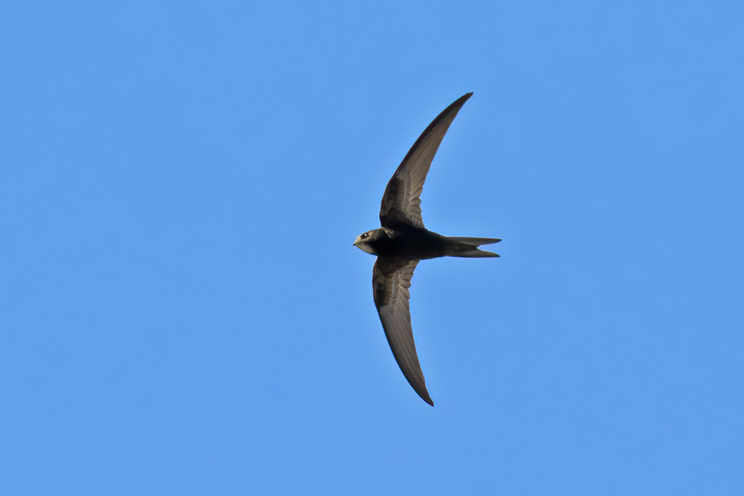 Common Swift