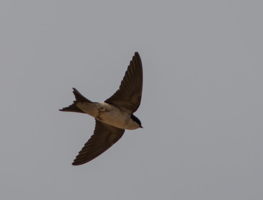 Western House Martin