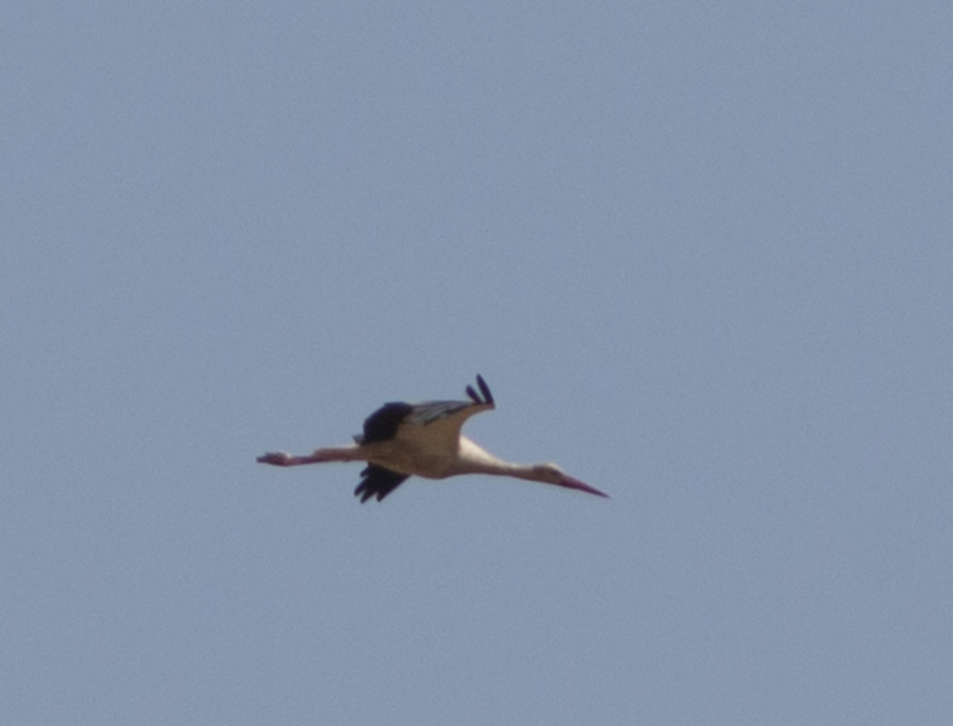 White Stork